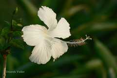 Hibiscus rosa-sinensis